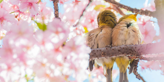 21 March - Vernal Equinox Day in Japan