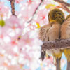 Vernal Equinox Day in Japan