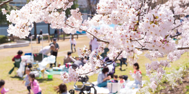 27 March - Sakura Blossom Holiday in Japan