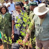 Национальный День посадки деревьев в Кении