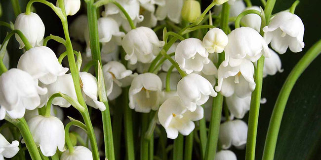 1 May - Lily of the Valley Day in France