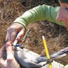 Ecologist Day in Kazakhstan and Russia