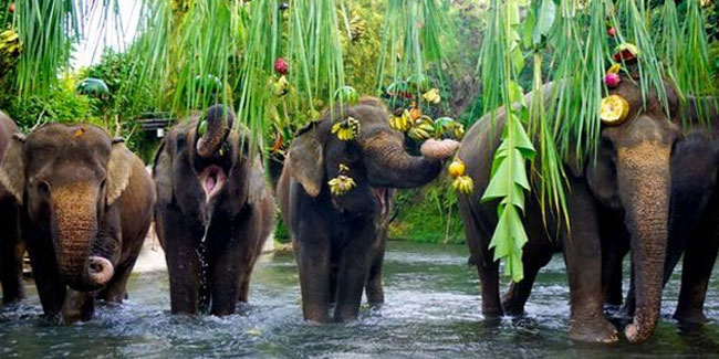 20 June - World Zoo Elephant Day
