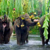 World Zoo Elephant Day