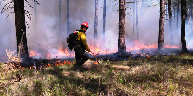 9 August - Day of forest protection from fire in the USA