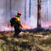 Day of forest protection from fire in the USA