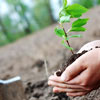 Tree Planting Day in Algeria