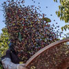 National Coffee Day in Brazil