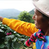 National Coffee Day in Peru