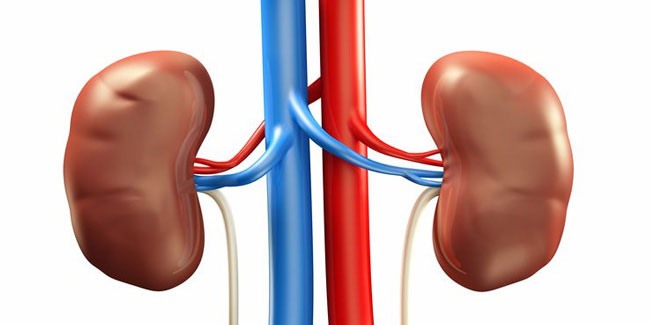 13 March - World Kidney Day