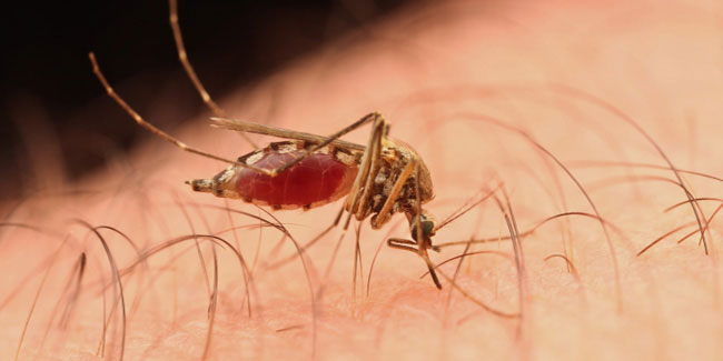 5 November - National Malaria Week in South Africa