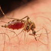 National Malaria Week in South Africa