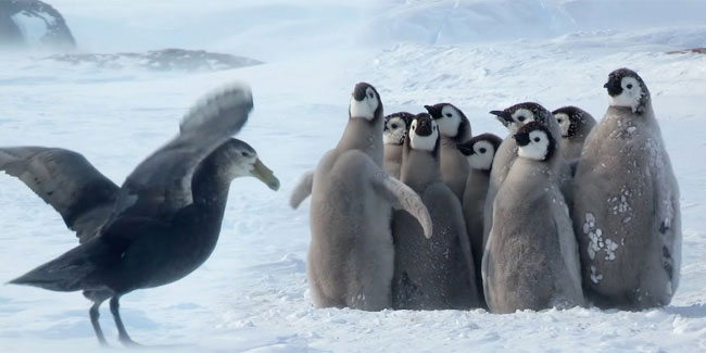 20 January - Penguin Awareness Day