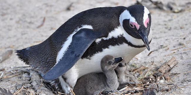 13 October - African Penguin Awareness Day