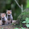 Animals' Day in Poland