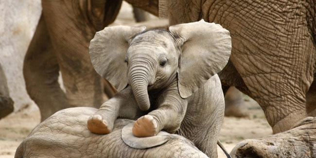 22 September - National Elephant Appreciation Day in USA