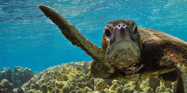16 June - World Sea Turtle Day