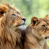 World Lion Day