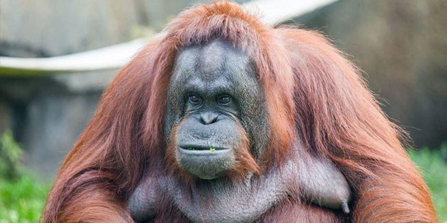 19 August - World Orangutan Day