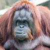 World Orangutan Day