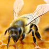 National Honey Bee Day in USA