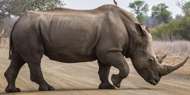 22 September - World Rhino Day