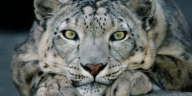 23 October - International Snow Leopard Day