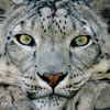 International Snow Leopard Day