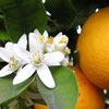 National Orange Blossom Day in USA