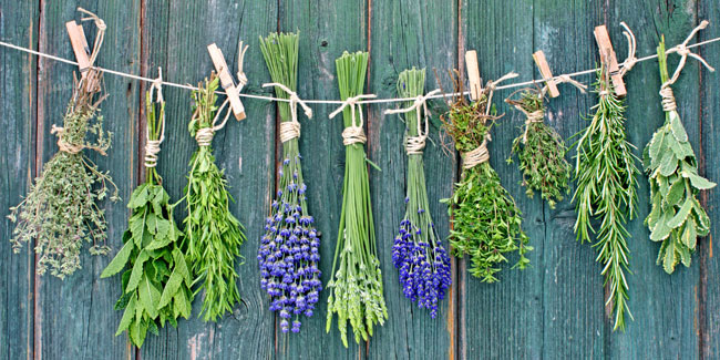 29 August - National Chop Suey Day and More Herbs, Less Salt Day in USA