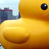 Rubber Duckie Day