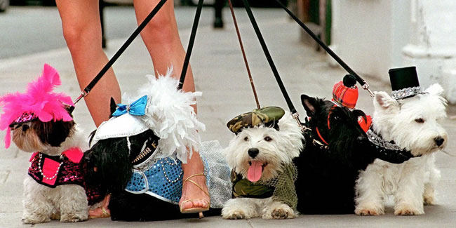 14 January - Dress Up Your Pet Day