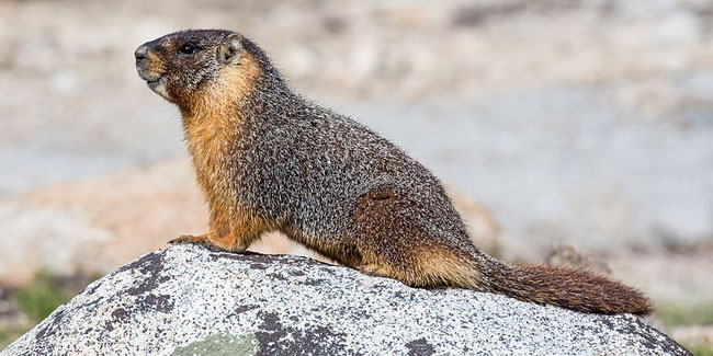 2 February - Marmot Day in Alaska