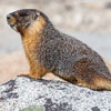 Marmot Day in Alaska