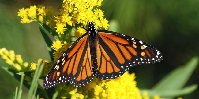 5 February - Western Monarch Day