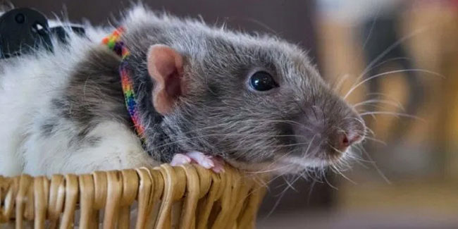 4 April - World Rat Day