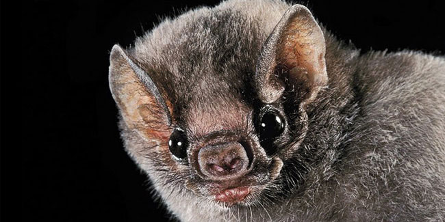 17 April - Bat Appreciation Day