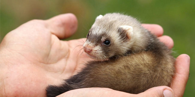2 May - Ferret Day