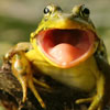 Save The Frogs Day