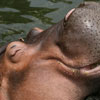 Hippo Day