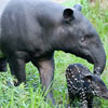 World Tapir Day