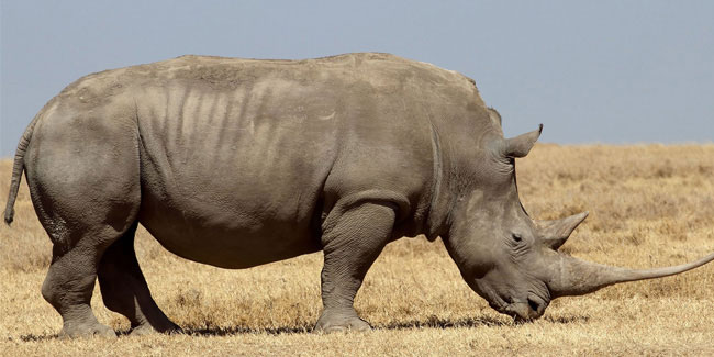 1 May - Save the Rhino Day