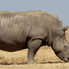 Save the Rhino Day