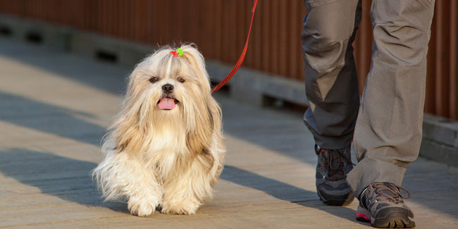 22 February - Walking the Dog Day