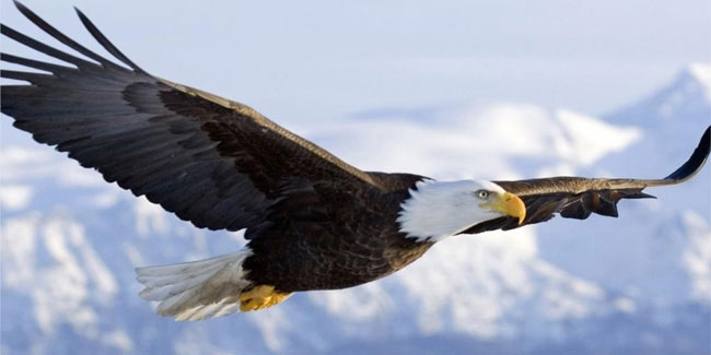 20 June - American Eagle Day