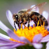 День «Не наступайте на пчёл»