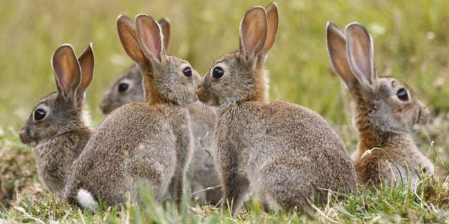 28 September - International Rabbit Day