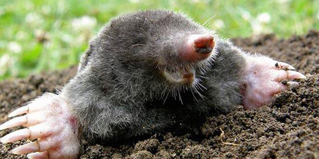 23 October - Mole Day