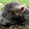  Mole