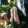 Mitten Tree Day